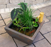 Photo of Aquascape Aquatic Patio Pond Kit  - Marquis Gardens
